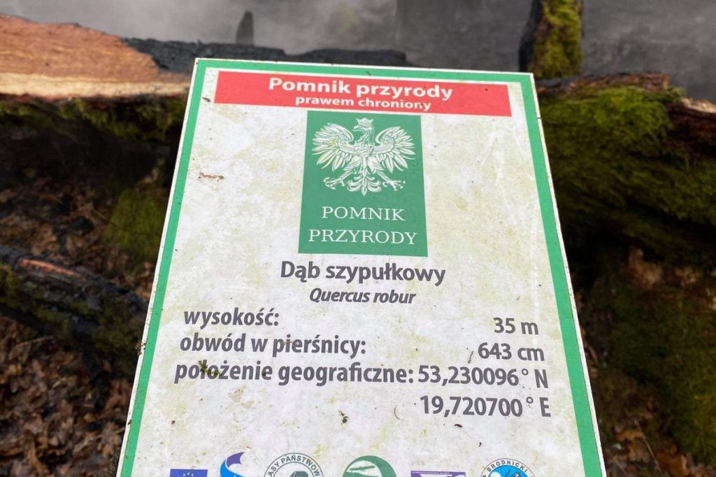 Spłonął 500-letni Dąb Rzeczypospolitej. Nagroda za wskazanie podpalacza