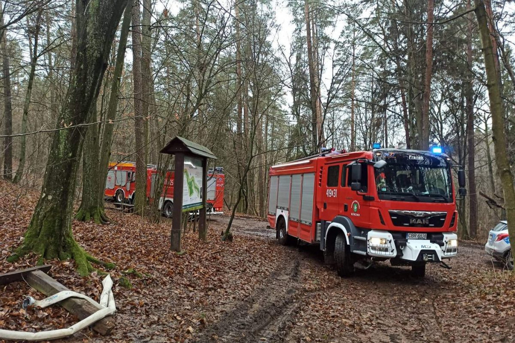 Spłonął 500-letni Dąb Rzeczypospolitej. Nagroda za wskazanie podpalacza