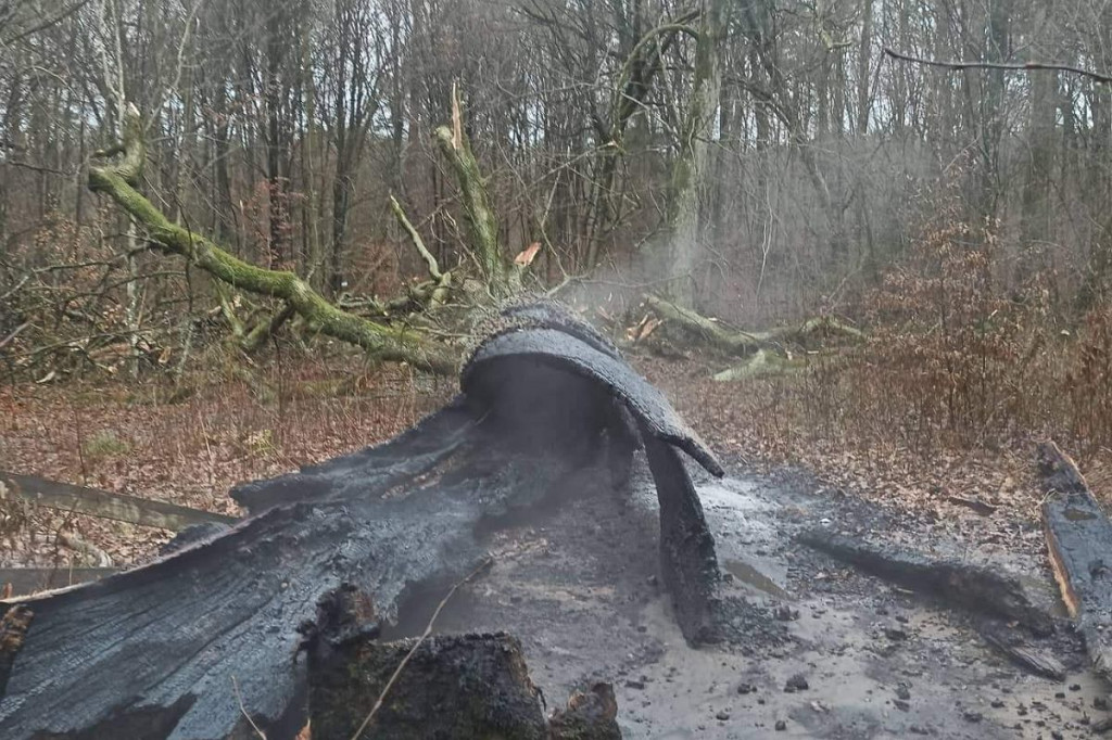 Spłonął 500-letni Dąb Rzeczypospolitej. Nagroda za wskazanie podpalacza