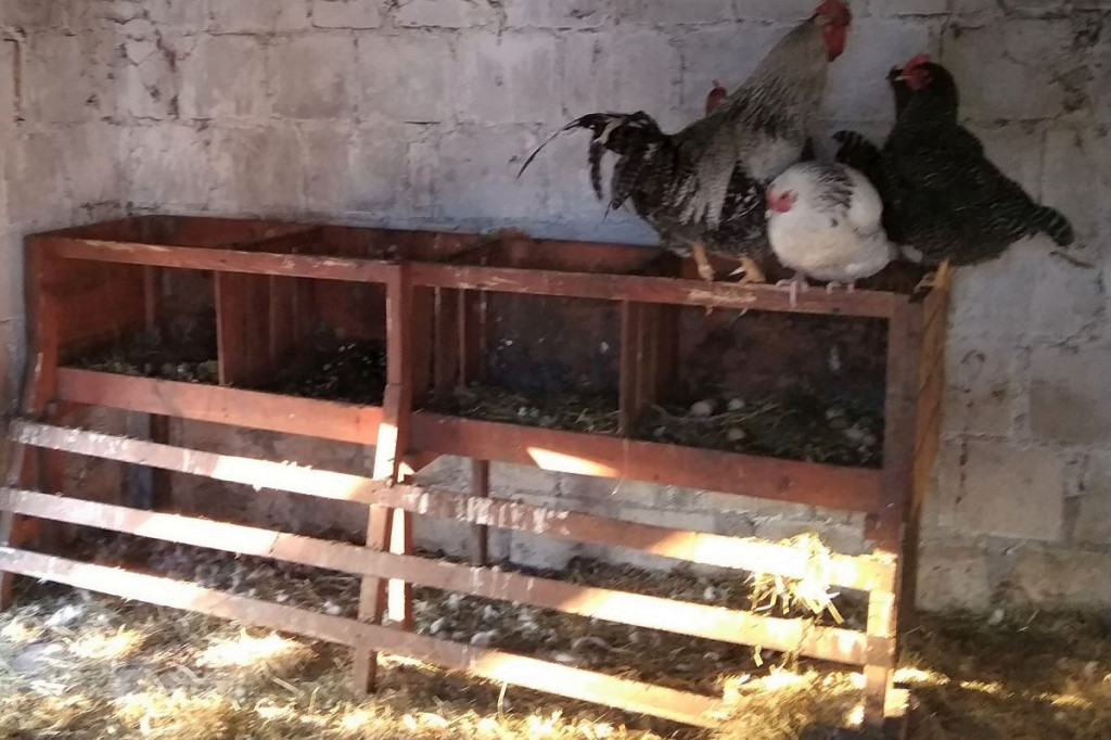 Zwierzęta, czyli pozytywna alternatywa na stres w czasie pandemii