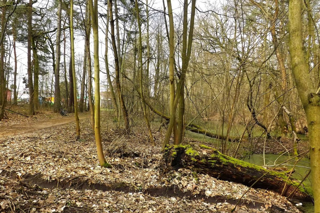 W brodnickim Lasku Miejskim prace dobiegają końca [ZDJĘCIA]