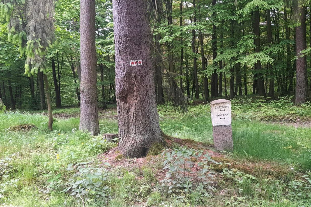 Rowerem po Górznieńsko-Lidzbarskim Parku Krajobrazowym. Momentami jest jak w Bieszczadach [ZDJĘCIA, MAPKI]