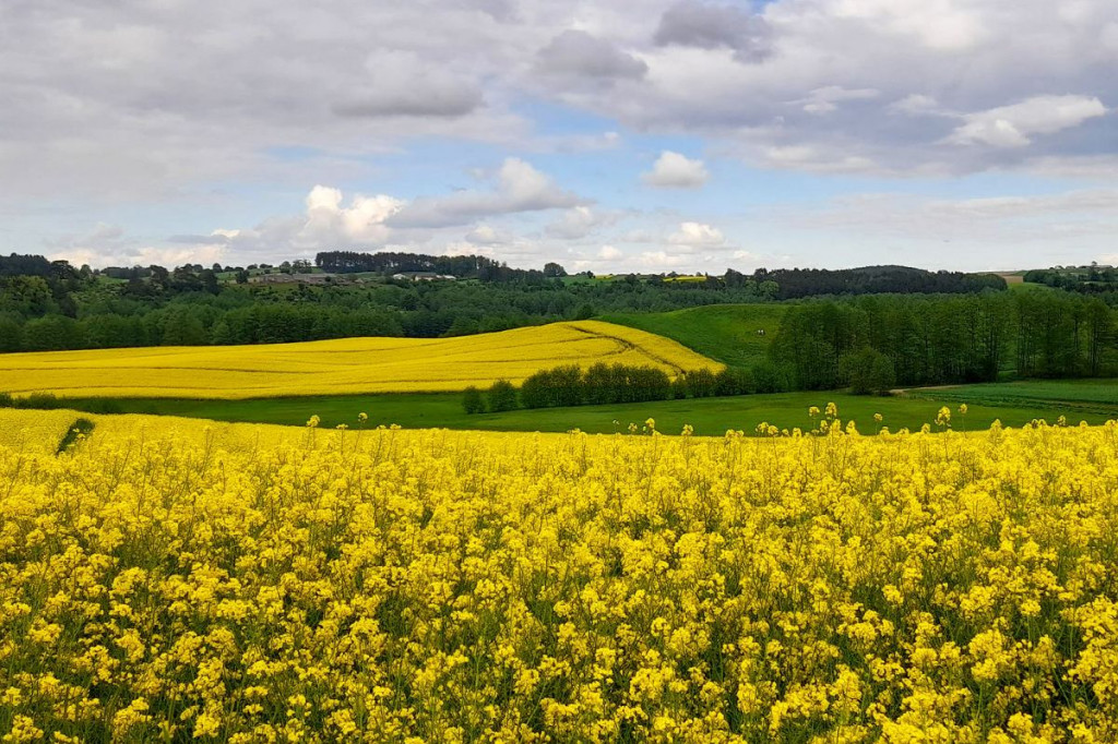 Rowerem po Górznieńsko-Lidzbarskim Parku Krajobrazowym. Momentami jest jak w Bieszczadach [ZDJĘCIA, MAPKI]