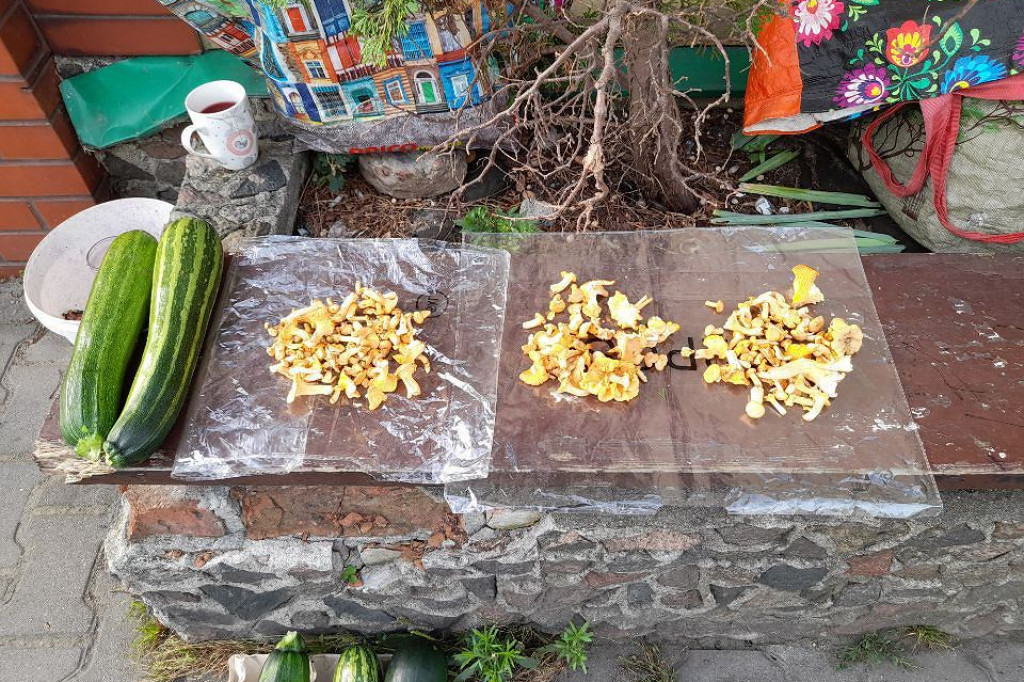 Brodnica. Ceny owoców i warzyw na targowisku, w sprzedaży już grzyby z lasu. Czy jest drożej niż rok temu?