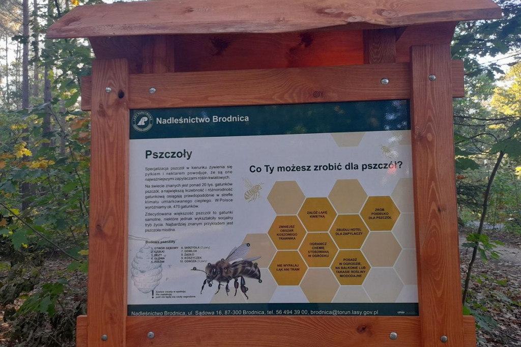 Brodnica i okolice. Aż szkoda, że to tylko 750 metrów. A na końcu jezioro, leśne pszczoły i mrówki [ZDJĘCIA]