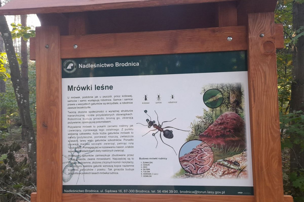 Brodnica i okolice. Aż szkoda, że to tylko 750 metrów. A na końcu jezioro, leśne pszczoły i mrówki [ZDJĘCIA]