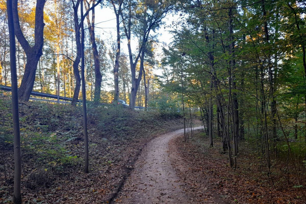 Brodnica i okolice. Aż szkoda, że to tylko 750 metrów. A na końcu jezioro, leśne pszczoły i mrówki [ZDJĘCIA]