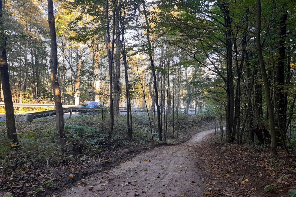 Brodnica i okolice. Aż szkoda, że to tylko 750 metrów. A na końcu jezioro, leśne pszczoły i mrówki [ZDJĘCIA]