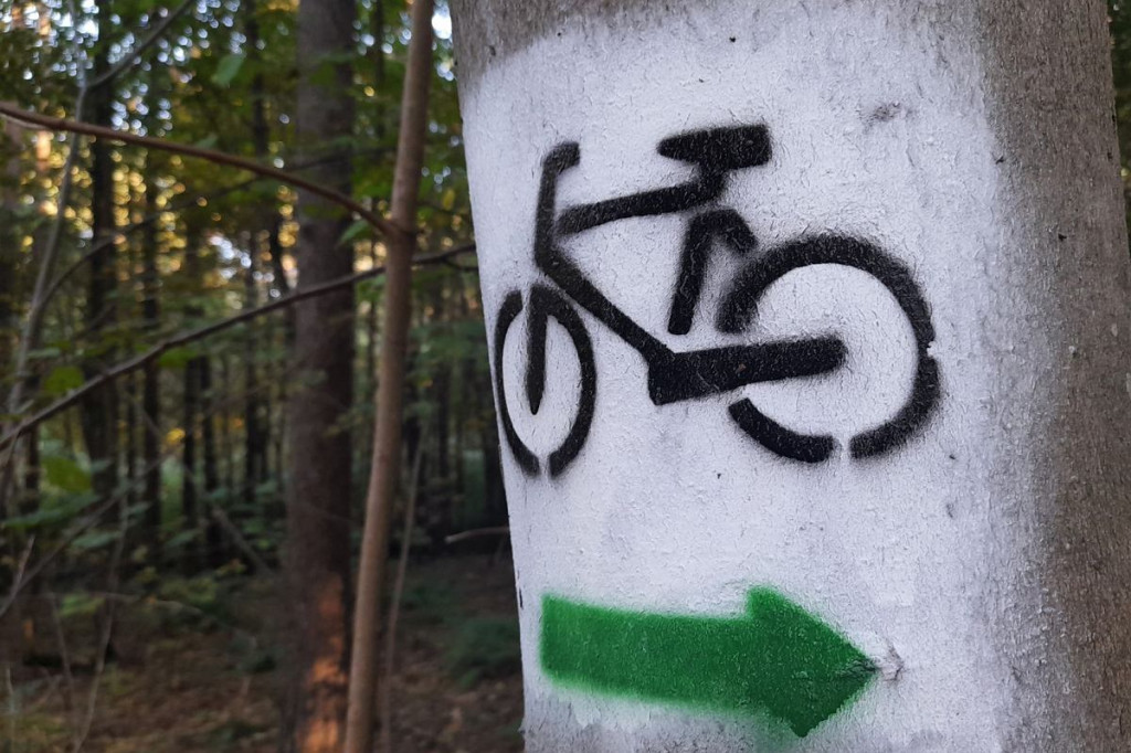Brodnica i okolice. Aż szkoda, że to tylko 750 metrów. A na końcu jezioro, leśne pszczoły i mrówki [ZDJĘCIA]