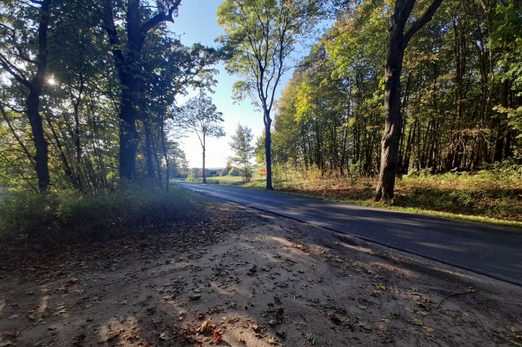 Brodnica i okolice. Aż szkoda, że to tylko 750 metrów. A na końcu jezioro, leśne pszczoły i mrówki [ZDJĘCIA]