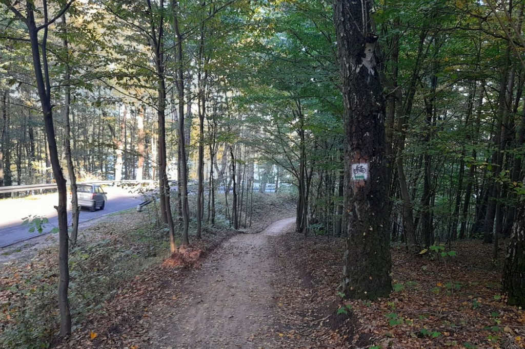 Brodnica i okolice. Aż szkoda, że to tylko 750 metrów. A na końcu jezioro, leśne pszczoły i mrówki [ZDJĘCIA]