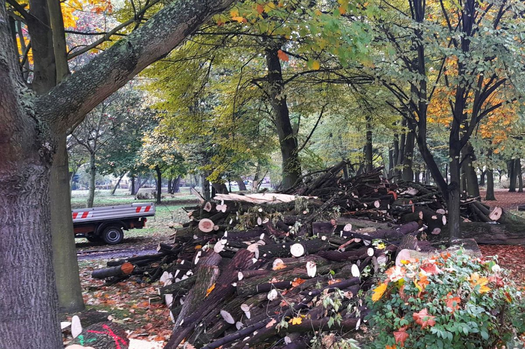 Brodnica. Tną drzewa w parku Jana Pawła II. Wiele z nich jest zdrowych