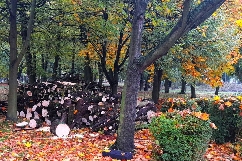 Brodnica. Tną drzewa w parku Jana Pawła II. Wiele z nich jest zdrowych