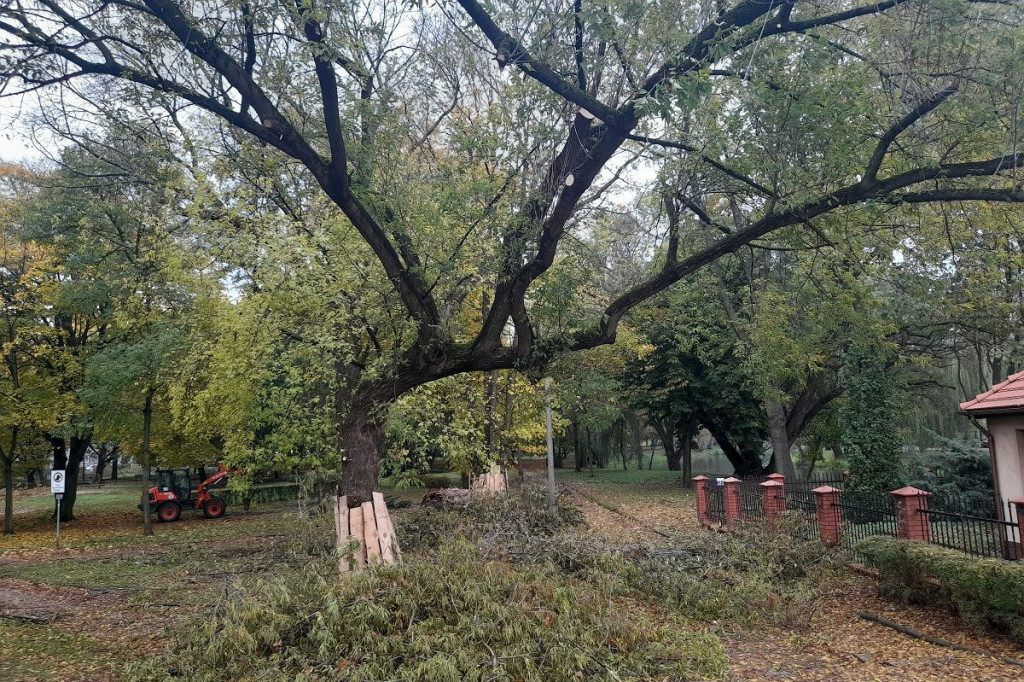 Brodnica. Tną drzewa w parku Jana Pawła II. Wiele z nich jest zdrowych