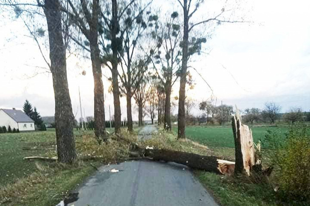 Brodnica i okolice. Wiatr zrywał dachy, łamał drzewa i słupy energetyczne. Na ratunek groźnym zwierzętom [ZDJĘCIA]