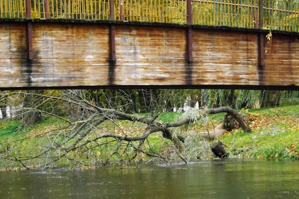 Brodnica. Fatalny wieczór dla miejskiej przyrody. 