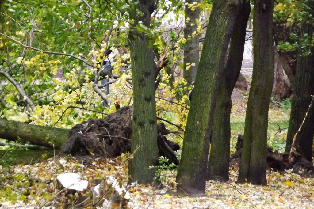 Brodnica. Fatalny wieczór dla miejskiej przyrody. 