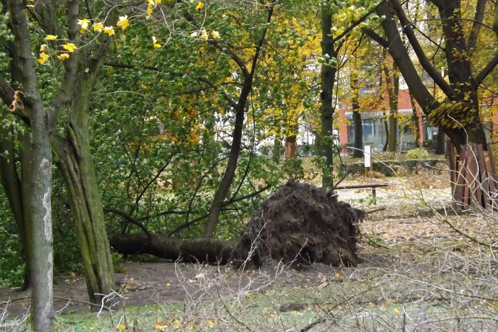 Brodnica. Fatalny wieczór dla miejskiej przyrody. 