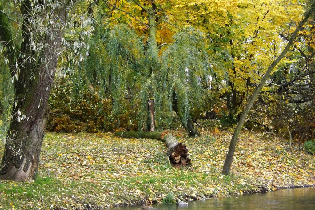 Brodnica. Fatalny wieczór dla miejskiej przyrody. 