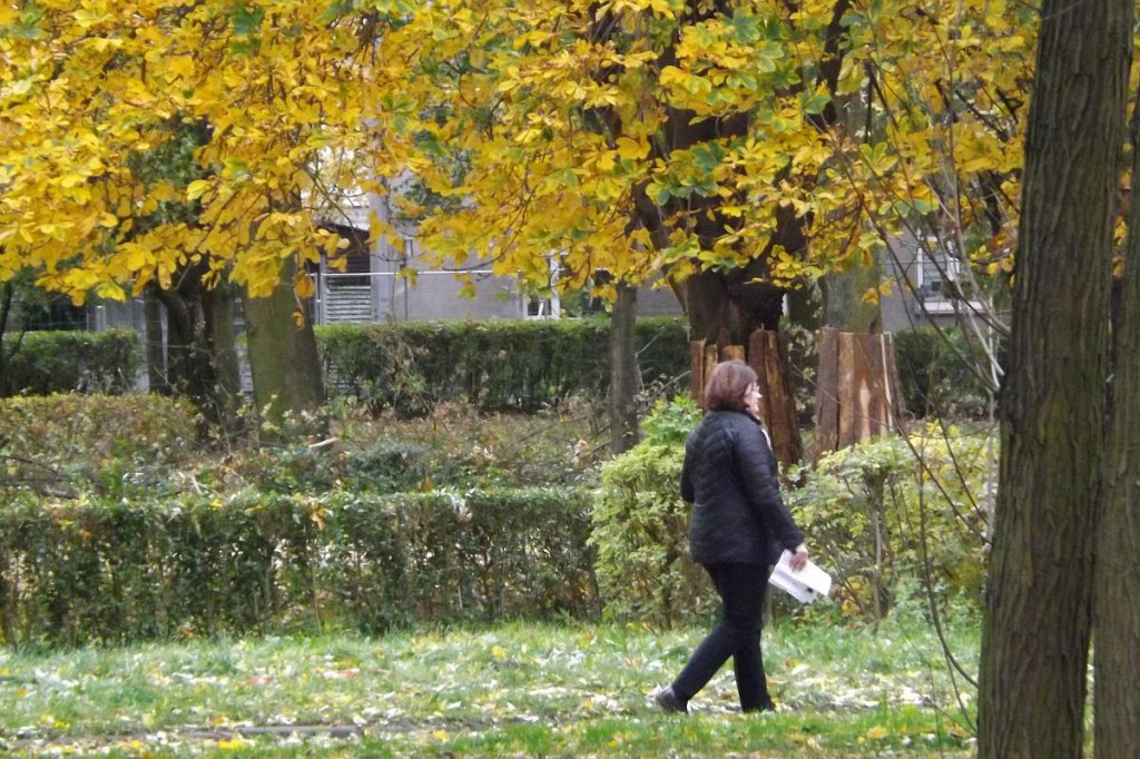 Brodnica. Fatalny wieczór dla miejskiej przyrody. 