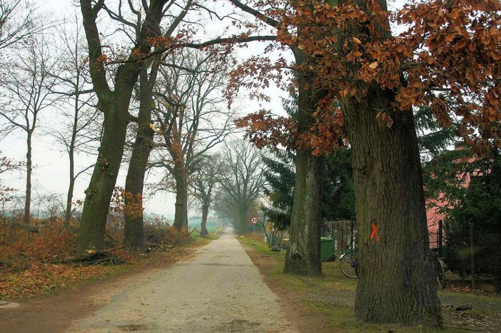 Wstrzymano wycinkę starych dębów i budowę drogi. Powód? Pachnica dębowa