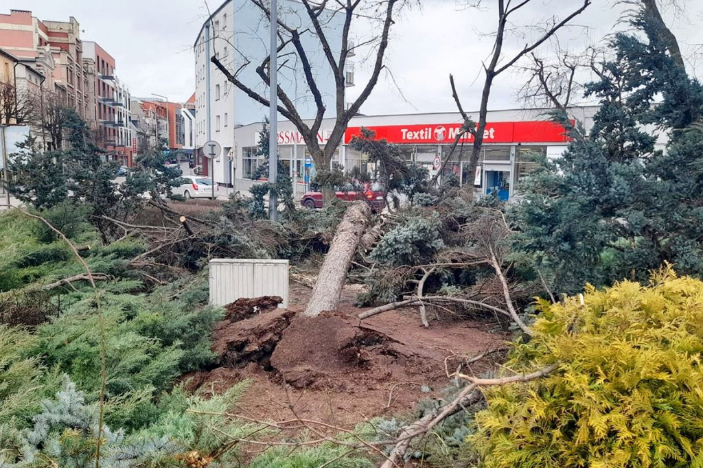 Brodnica. Wiatr powalił wielkie drzewo przy pomniku Jana Pawła II. Zamknięta kładka przy Lidzbarskiej [ZDJĘCIA]