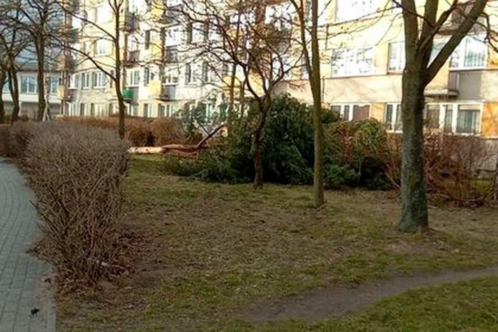 Brodnica. Wiatr powalił wielkie drzewo przy pomniku Jana Pawła II. Zamknięta kładka przy Lidzbarskiej [ZDJĘCIA]