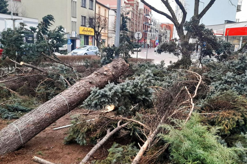 Brodnica. Wiatr powalił wielkie drzewo przy pomniku Jana Pawła II. Zamknięta kładka przy Lidzbarskiej [ZDJĘCIA]