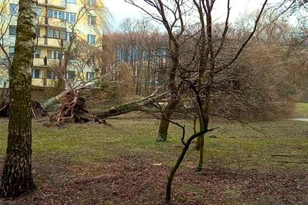 Brodnica. Wiatr powalił wielkie drzewo przy pomniku Jana Pawła II. Zamknięta kładka przy Lidzbarskiej [ZDJĘCIA]