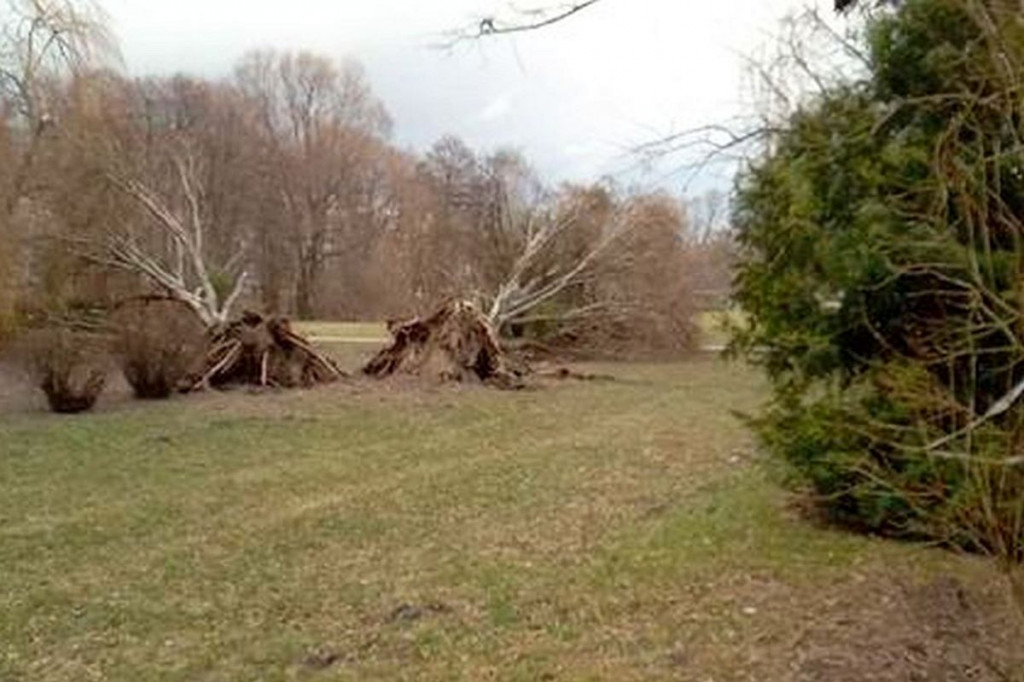 Brodnica. Wiatr powalił wielkie drzewo przy pomniku Jana Pawła II. Zamknięta kładka przy Lidzbarskiej [ZDJĘCIA]