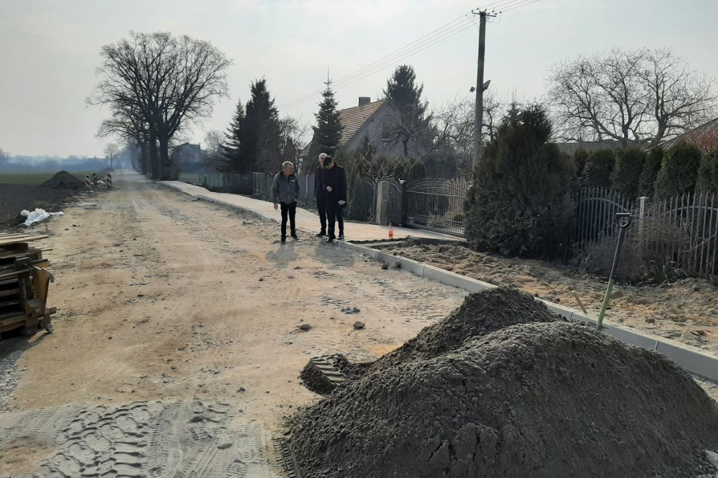 Starosta brodnicki pozwolił wyciąć dorodne dęby, teraz sprawę bada prokuratura. 