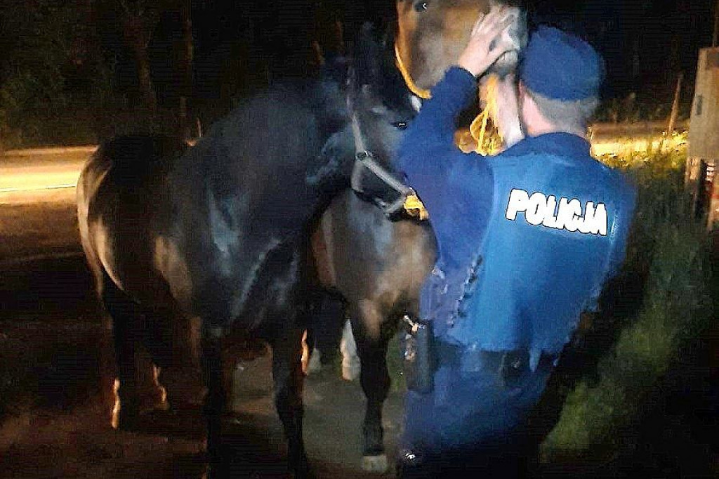 Droga wojewódzka, dziwna sytuacja w środku nocy. Konna policja?