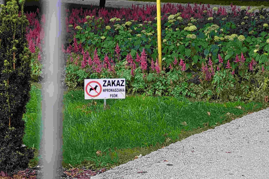 Dzisiaj Dzień Psa, a w Brodnicy na ich właścicieli czeka niemiły prezent. Tego jeszcze nie było. Będą kary?