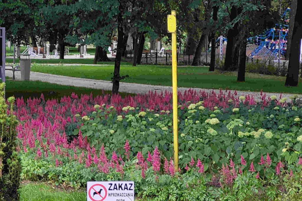 Dzisiaj Dzień Psa, a w Brodnicy na ich właścicieli czeka niemiły prezent. Tego jeszcze nie było. Będą kary?