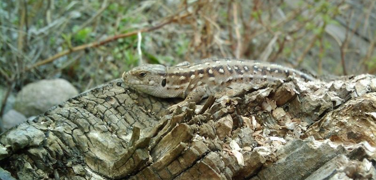 Fotokonkurs - ostatnia prezentacja [ZDJĘCIA - cz 8]