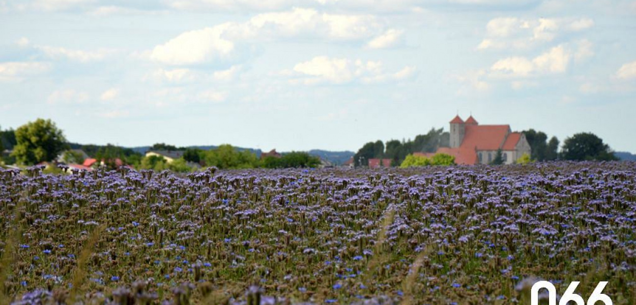 Foto 066. Autor: Marek Tylicki: Górzno - wjazd od strony Świedziebni