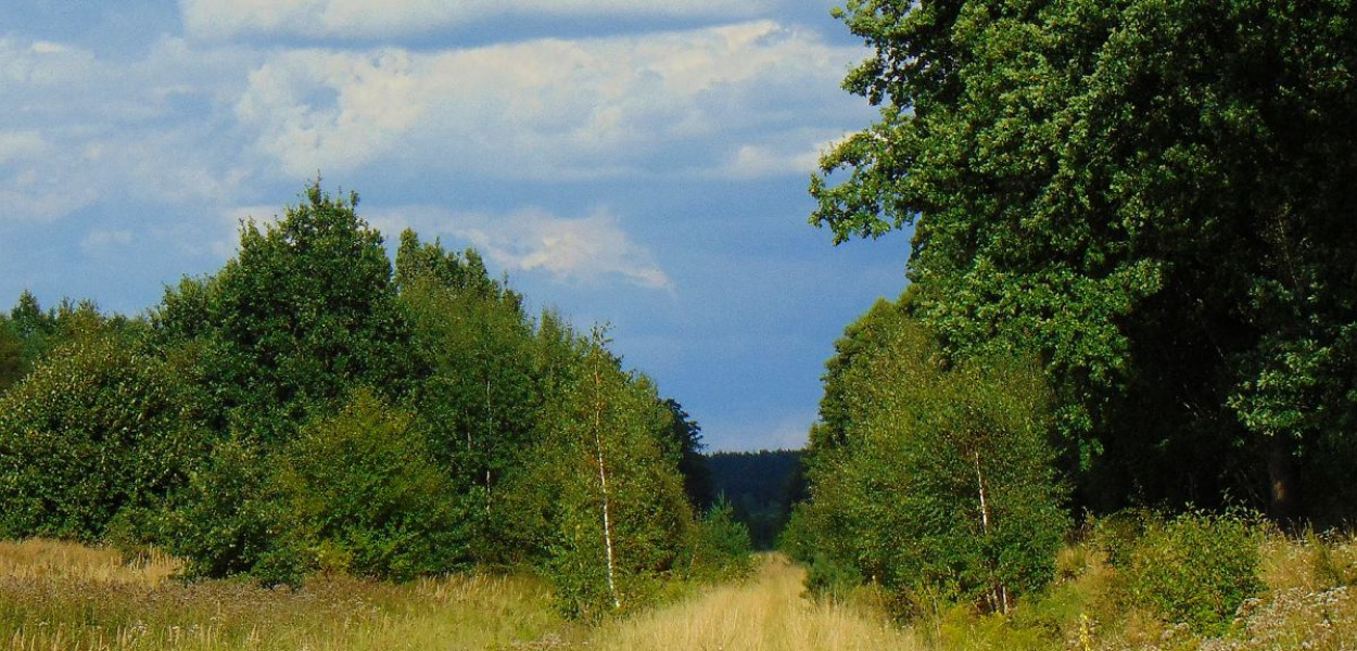 Foto: OFCE: Tory z Brodnicy w kierunku Tamy Brodzkiej, a następnie Działdowa, zarastają z każdym dniem.