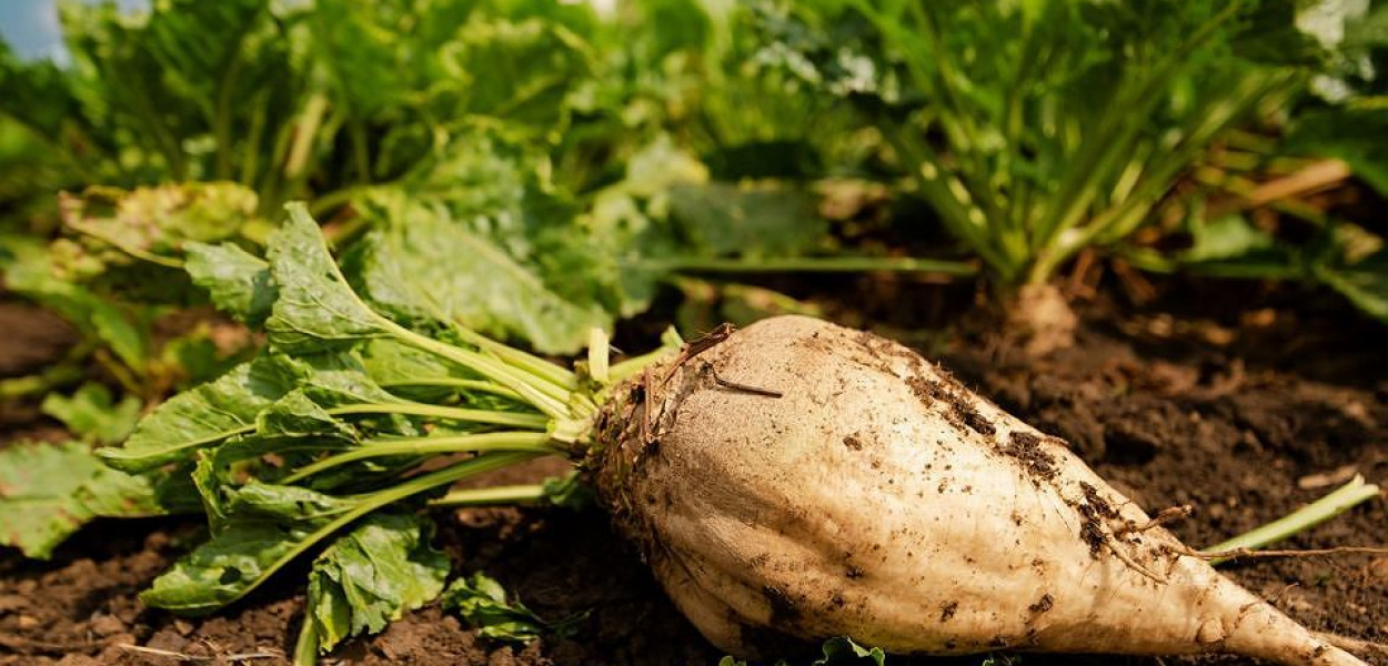 Kuchy z fjutem prababci, czyli o dawnych wiejskich wypiekach