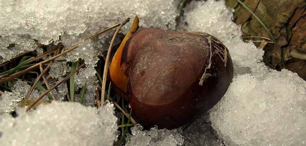 AGNIESZKA BAKUN: Budzący się do życia kasztan. Znalazłam go pod świerkiem w ogródku moich rodziców. prawdopodobnie został zrzucony przez jakiegoś ptaka. Zdjęcie wykonane 7 kwietnia o godz 15:20
