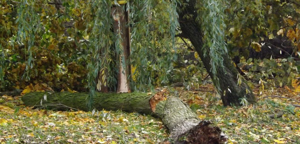 Fot. Krzysztof Cedro