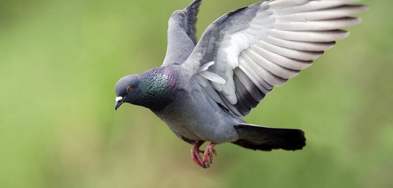 Gołębiom pocztowym, jak sportowcom, karmę na loty przygotowują dietetycy