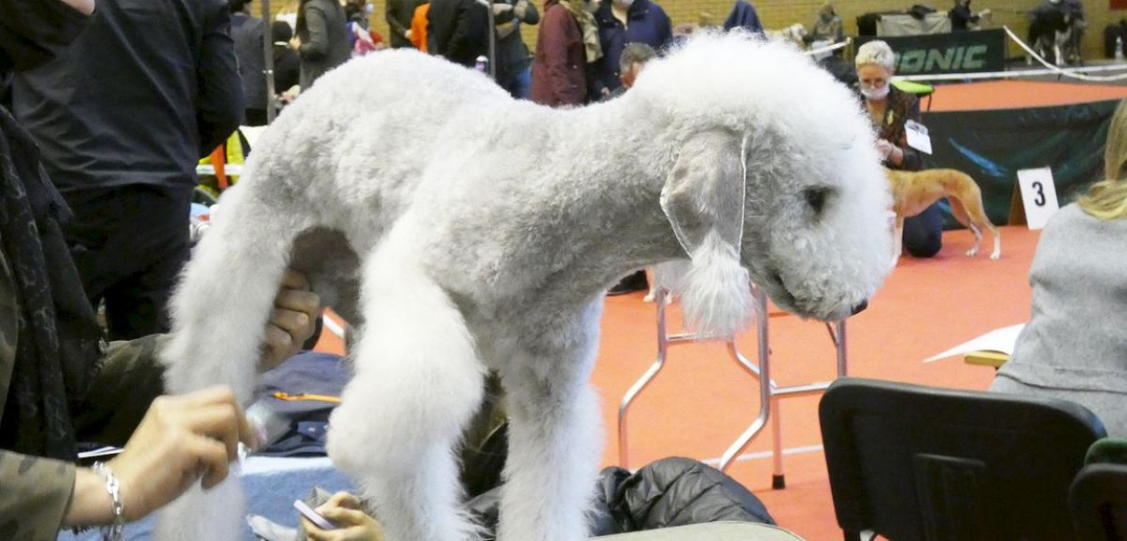 Brodnica. VII Krajowa Wystawa Psów Rasowych. Aż 1315 psich piękności [DUŻO ZDJĘĆ]