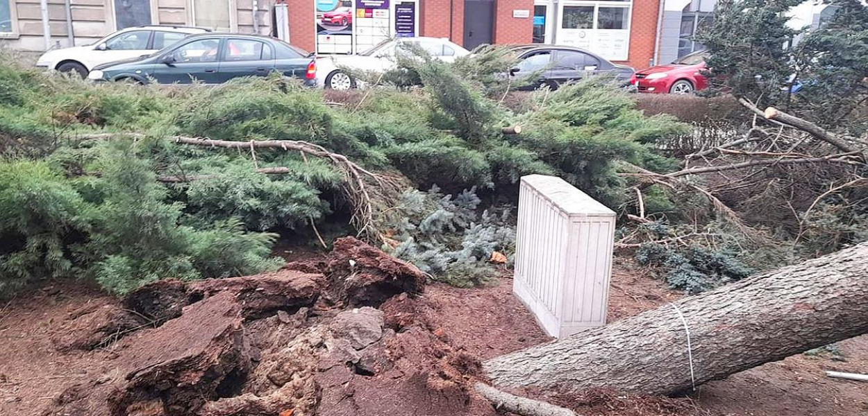 Brodnica. Wiatr powalił wielkie drzewo przy pomniku Jana Pawła II. Zamknięta kładk