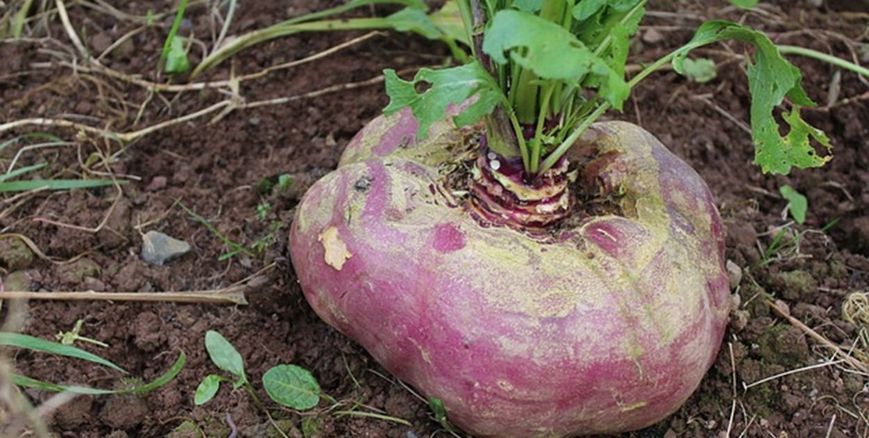 Rzepa – uprawa, właściwości i zastosowanie