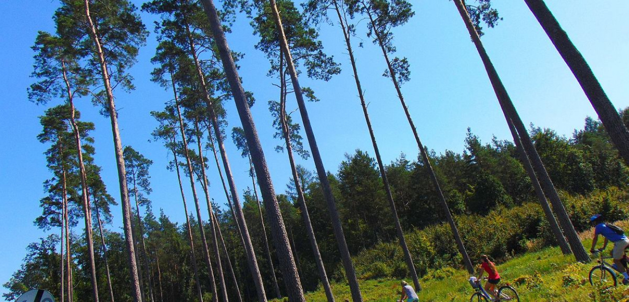 Foto: Krzysztof Cedro