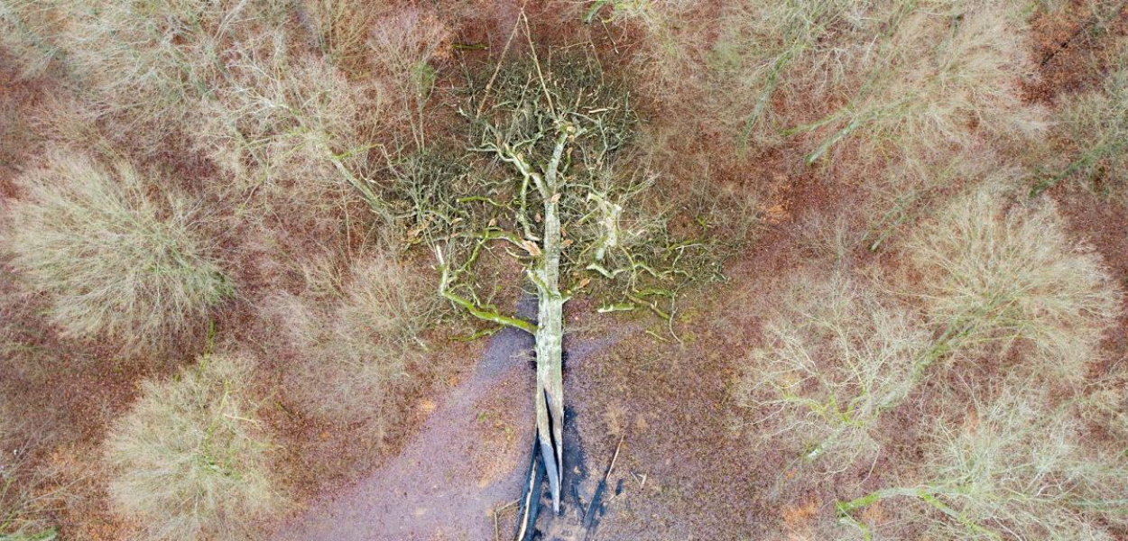 Foto: BORYS SZPRYNGWALD:  W święta 500-letni Dąb Rzeczypospolitej spłonął z ręki podpalacza. Mierzył 35 m wysokości i 641 cm obwodu.