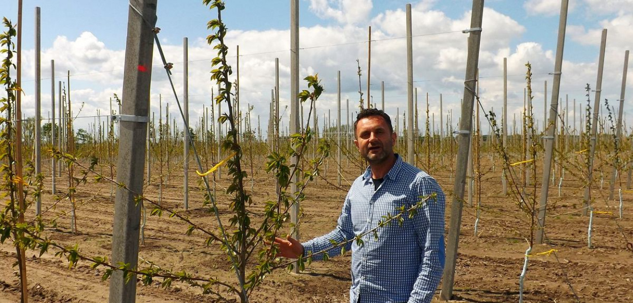 Foto: Krzysztof Cedro: Nowy, blisko 5-hektarowy sad czereśniowy powstaje pomiędzy drogą w kierunku Torunia, a ogromną plantacją krzewów porzeczkowych. Wszystko należy do brodnickiego sadownika Krzysztofa Krajewskiego.