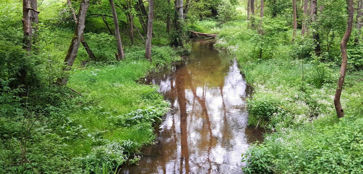 Foto: Krzysztof Cedro: Górznieńsko-Lidzbarski Park Krajobrazowy.