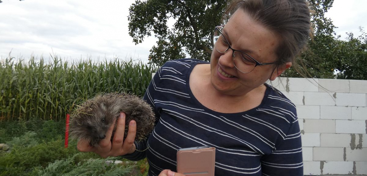 Brodnica i okolice. Małżeństwo prowadzi przytulisko dla jeży. "Ten ma skręconą głowę i biega w kółko. Ale da radę!"