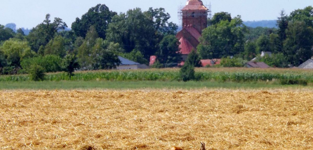 Brodnica i okolice. Na świat przyszły trojaczki. "To się zdarza raz na półtora miliona przypadków"